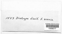 Diatrype disciformis image